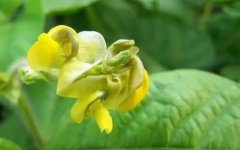 惠州送菜公司了解绿豆花的功效与作用 绿豆花可解酒毒