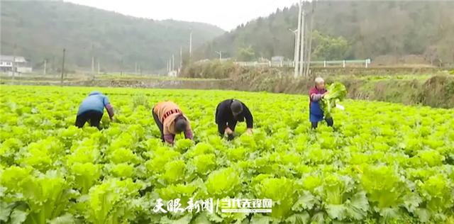 惠州送菜公司了解北京市蔬菜上市量日超2.3万吨 生活必需品供应稳定货源充足