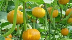 广州送菜公司了解转基因大豆油安全吗？