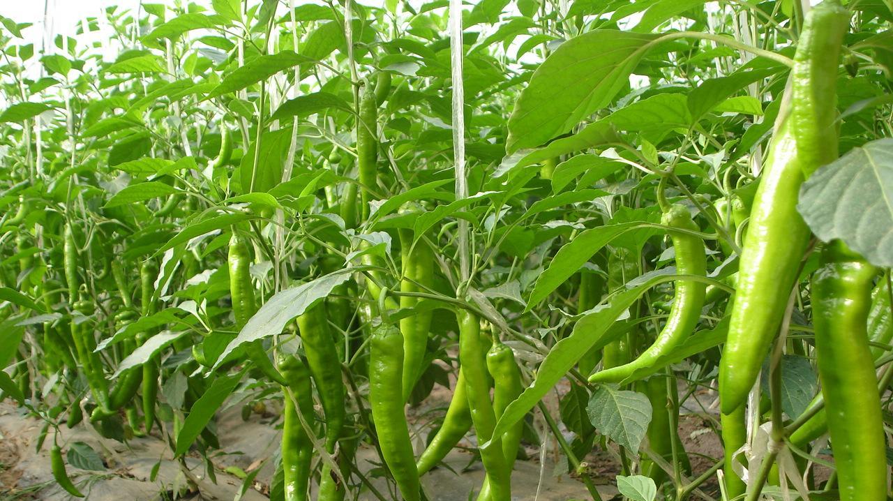 辣椒种植基地
