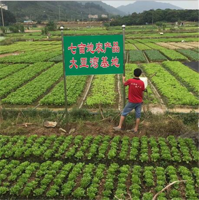 蔬菜种植基地