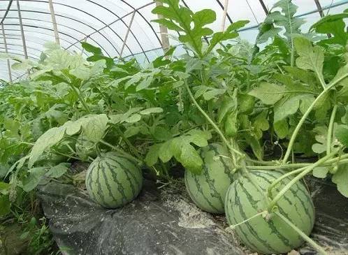 云南西双版纳：瓜果蔬菜种植忙
