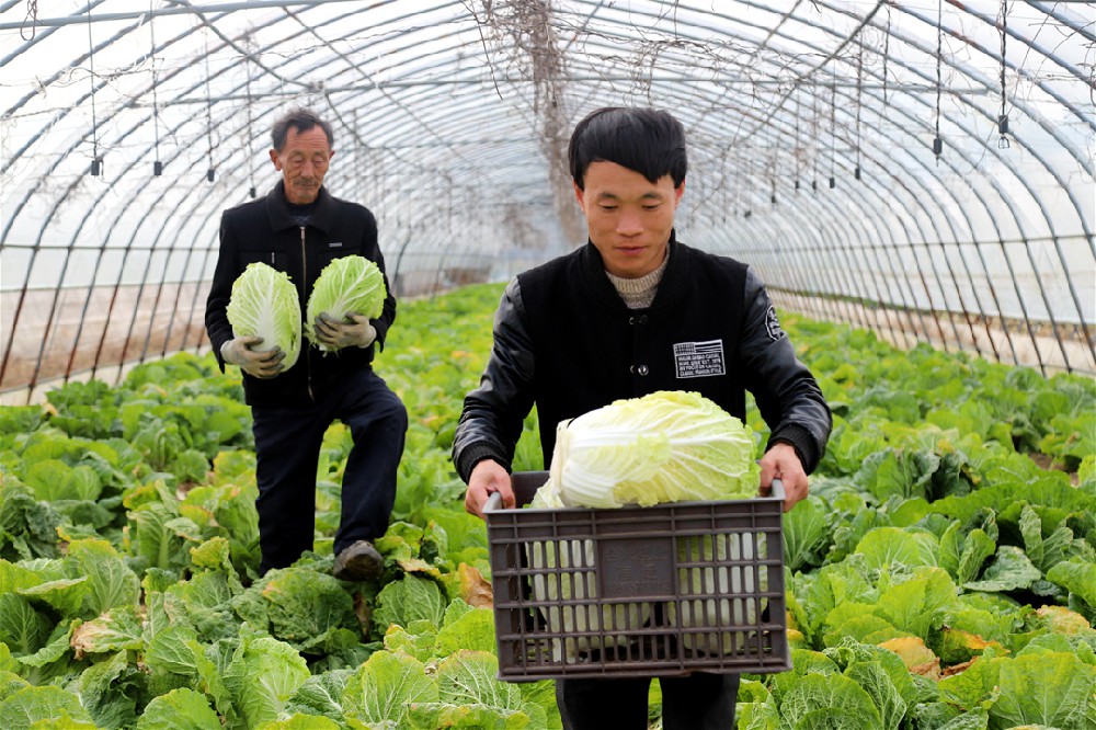 惠州送菜公司了解陕西蔬菜价格五周连降 猪肉鸡蛋价格稳中有涨