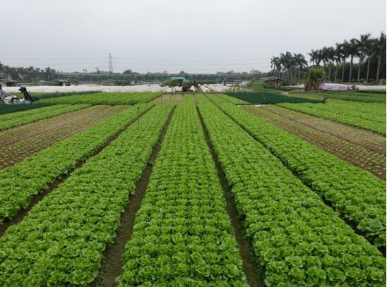 蔬菜种植基地