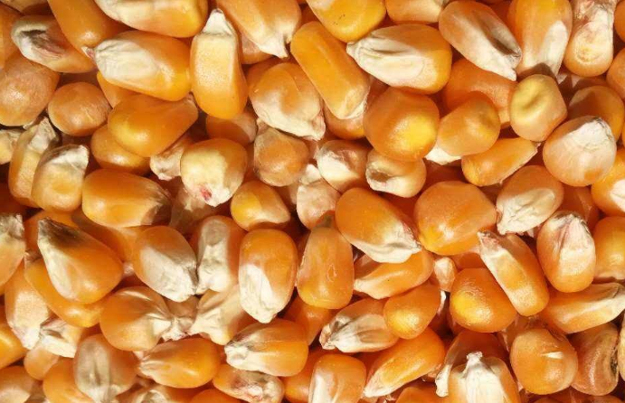 惠州农产品配送了解2月玉米价格市场行情？