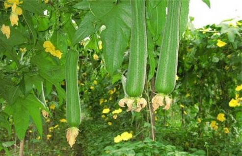 蔬菜配送教您种植丝瓜的病虫病害防治