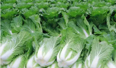 惠州送菜公司了解这种蔬菜润肠通便还抗衰老 关于它的常见问题，一次说清！