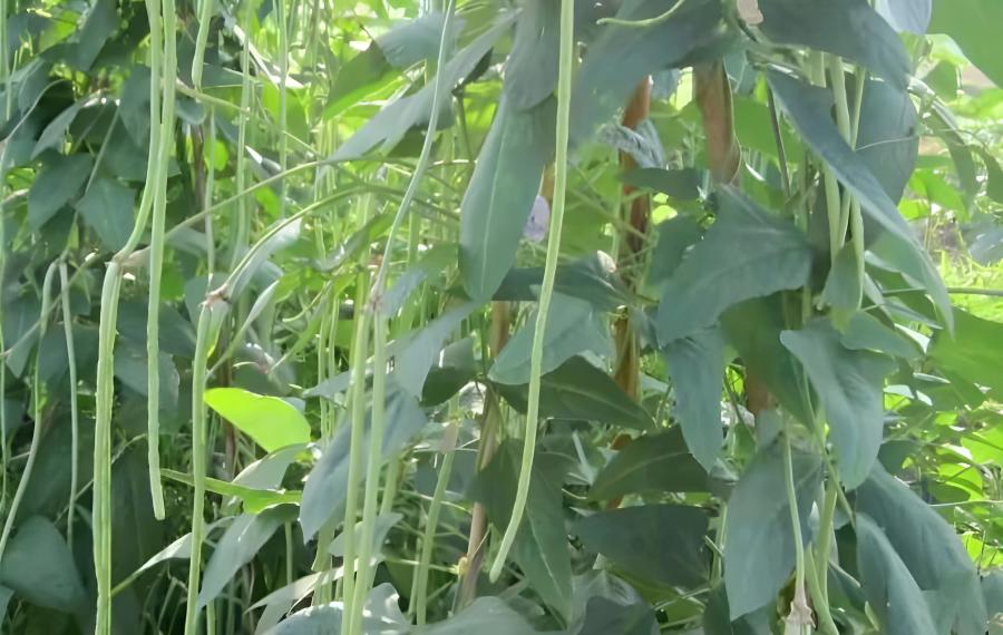 惠州送菜公司蔬菜价格近半年来最低 移栽法让产量增2成